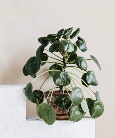 ficus-plants